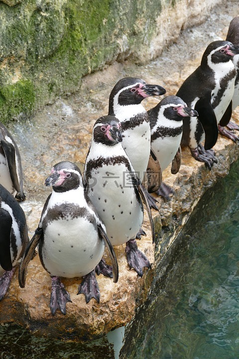 洪堡企鹅,生态公园,有天赋
