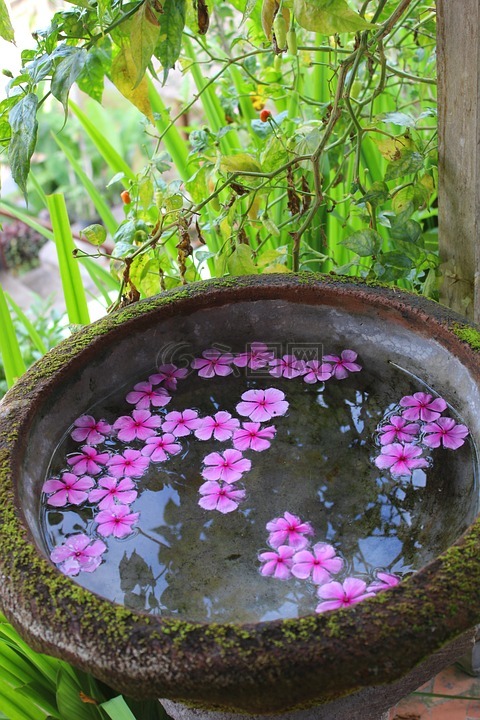 長春花,水面,愜意