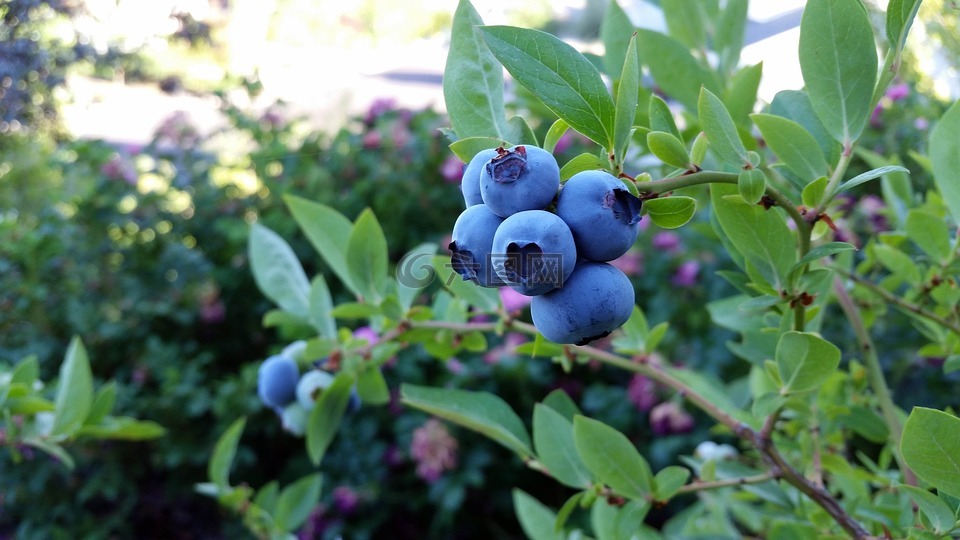 鲁贝尔蓝莓,蓝莓,水果