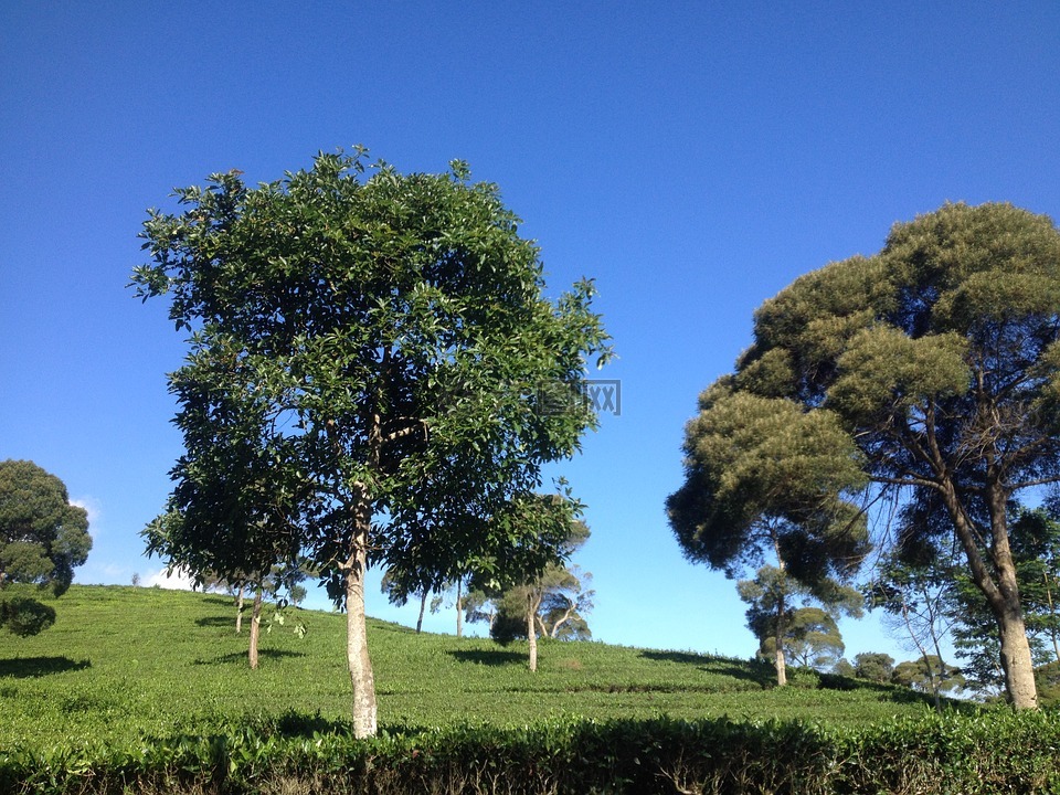 蓝色的天空,茶场,树