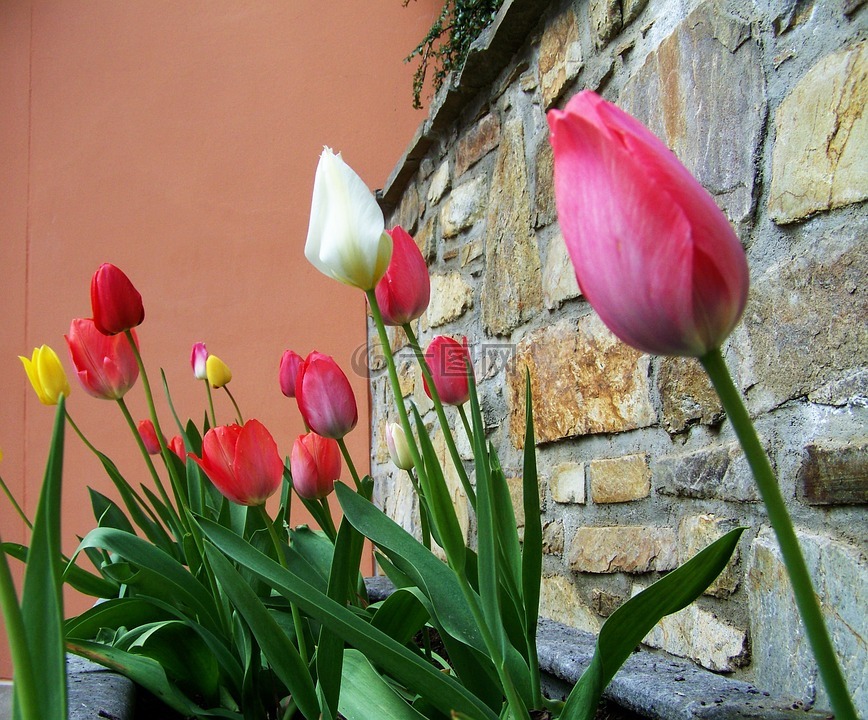 郁金香,春天的花朵,洋葱花