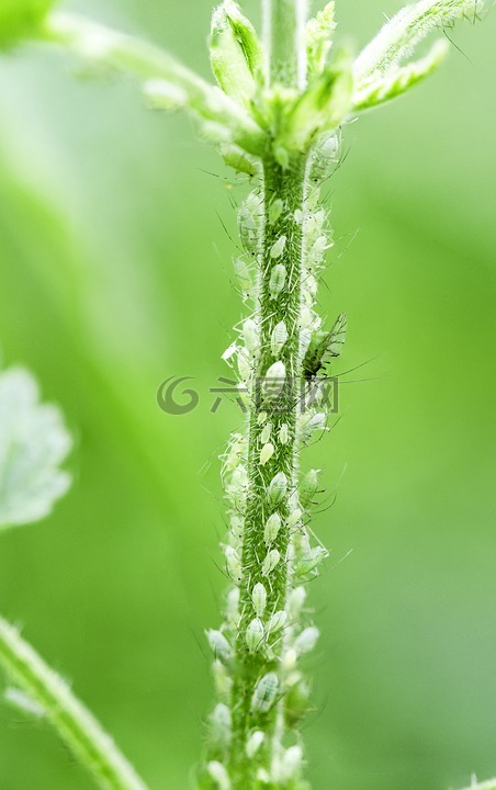 greenfly,蚜虫,小