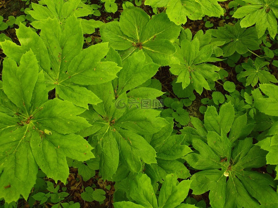 地被植物,伍兹,纹理