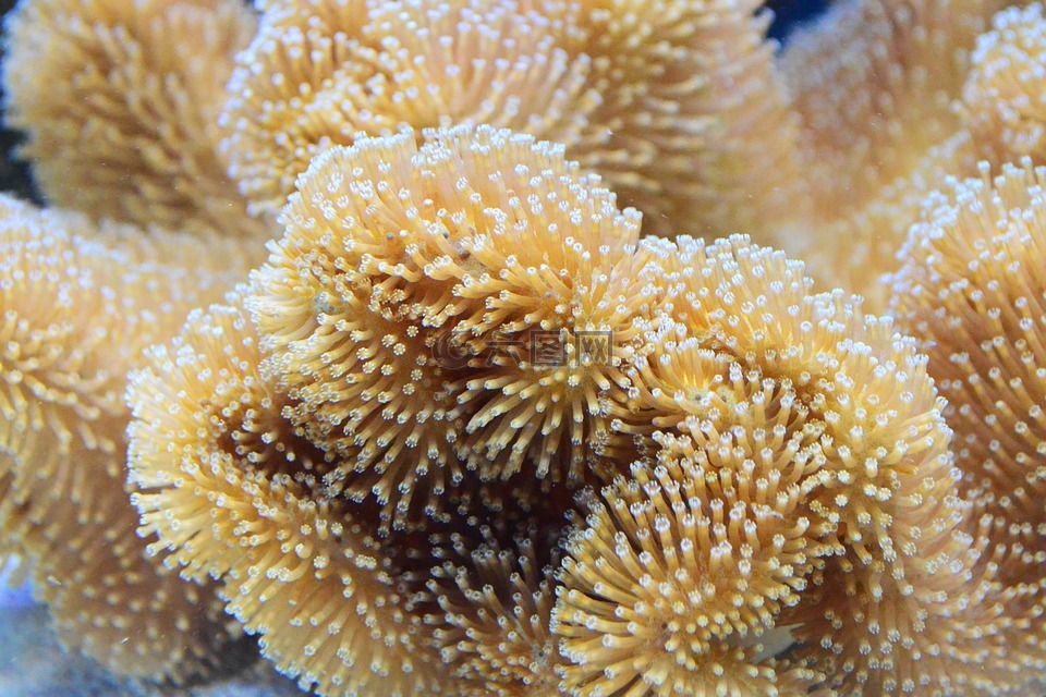 珊瑚,礁,毒菌