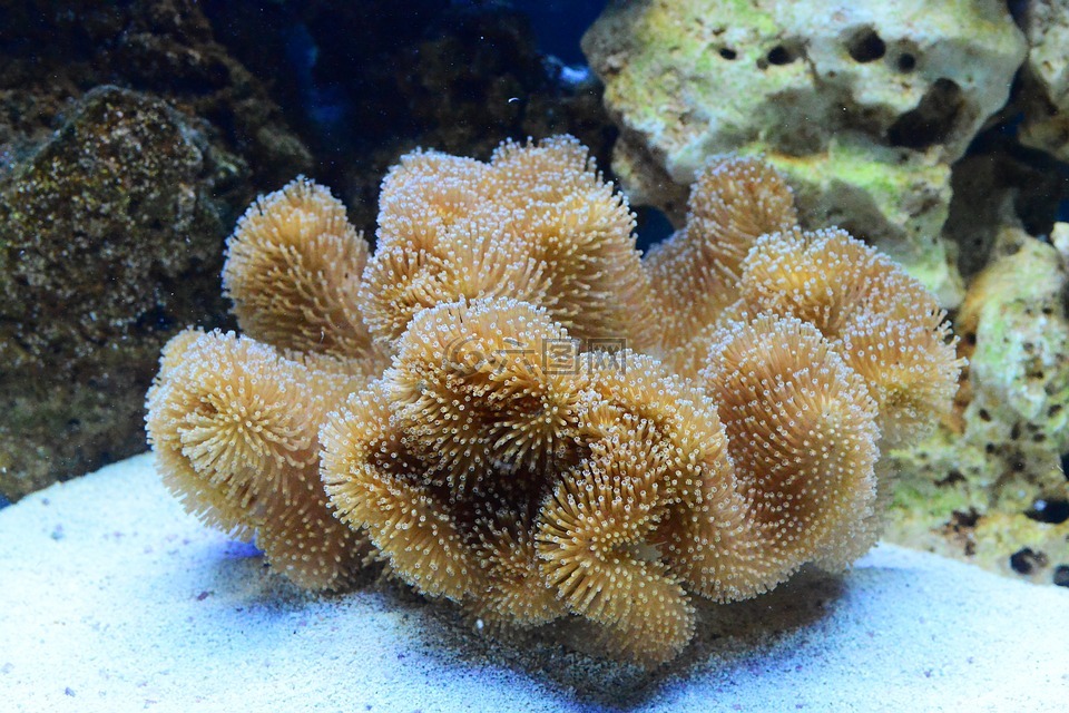 船舶舱室 毒菌 珊瑚高清图库素材免费下载 图片编号 六图网