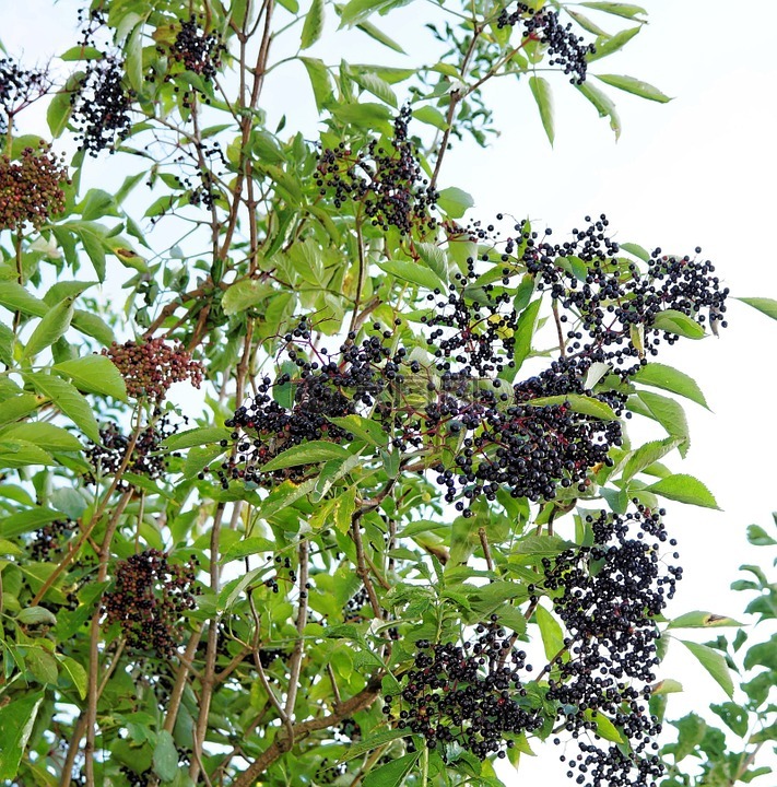 elderberries,黑接骨木,淡紫色的浆果