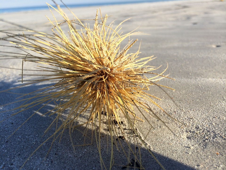 风滚草,沙,海滩