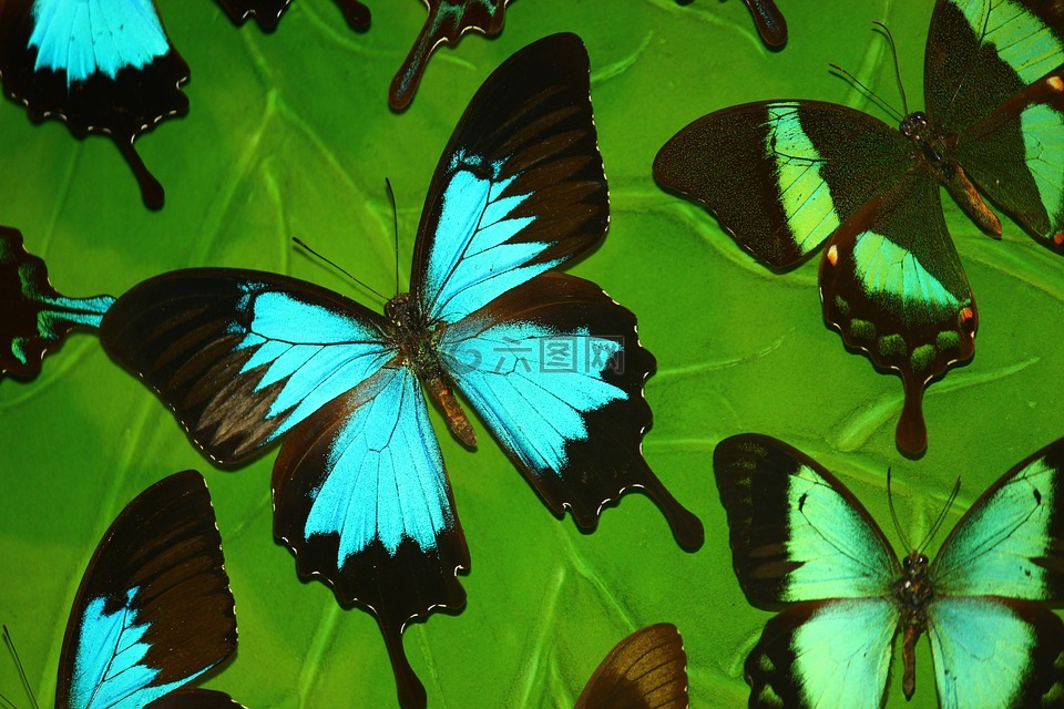 蝴蝶,热带蝴蝶,绿松石