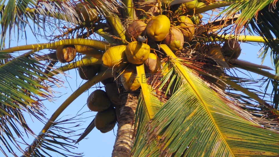 李玟,椰子树,椰子