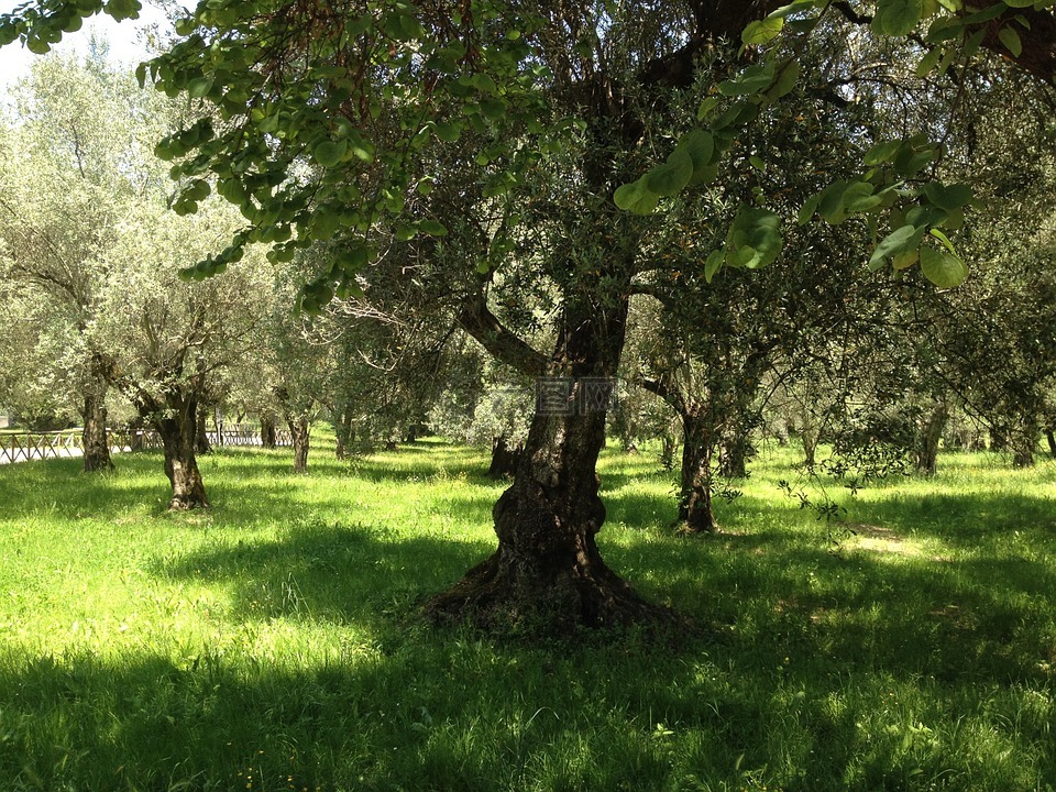 橄榄树,树,夏季