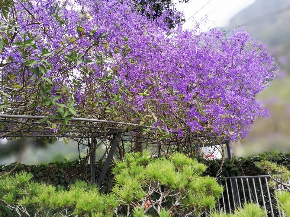 紫花,錫葉藤,許願藤