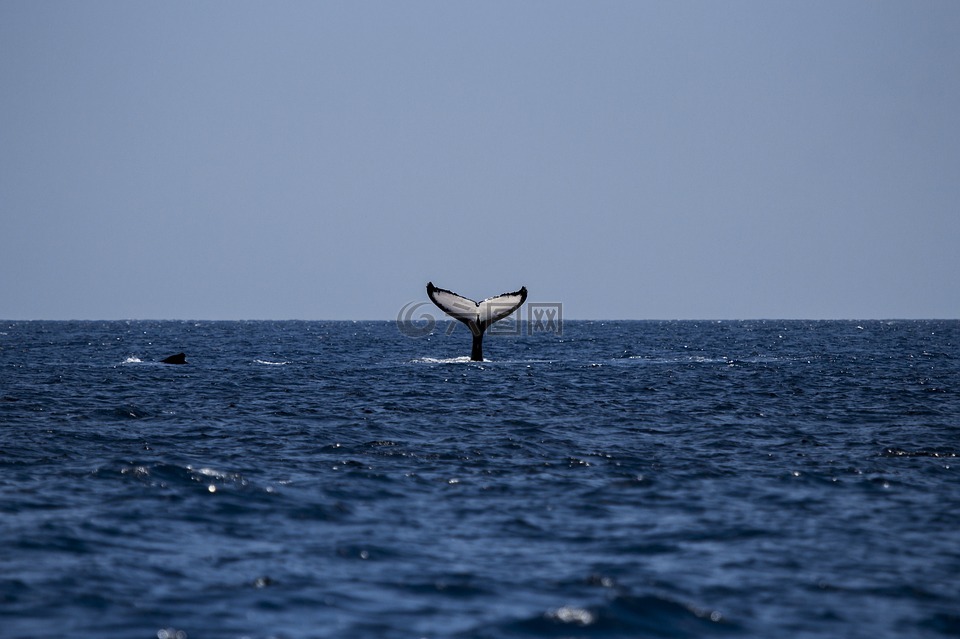 鲸鱼,座头鲸,海洋