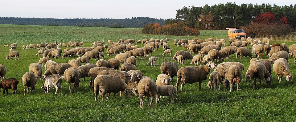 羊,一群,pfrech