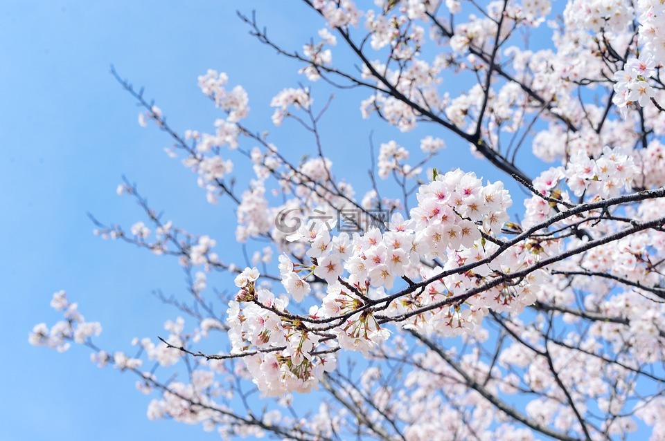 日本,景观,春天