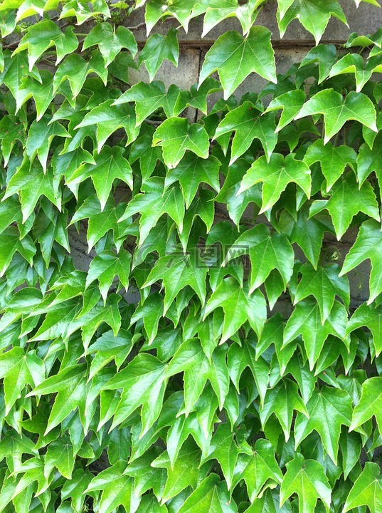 常春藤,绿色,墙