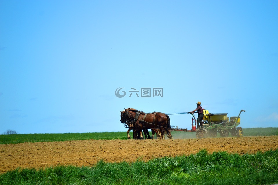 阿米什人,花园里去,马