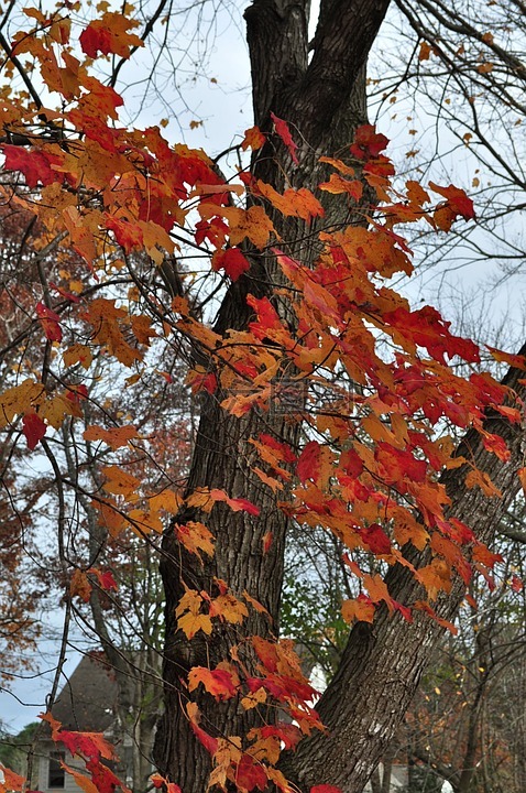 秋,季节,树