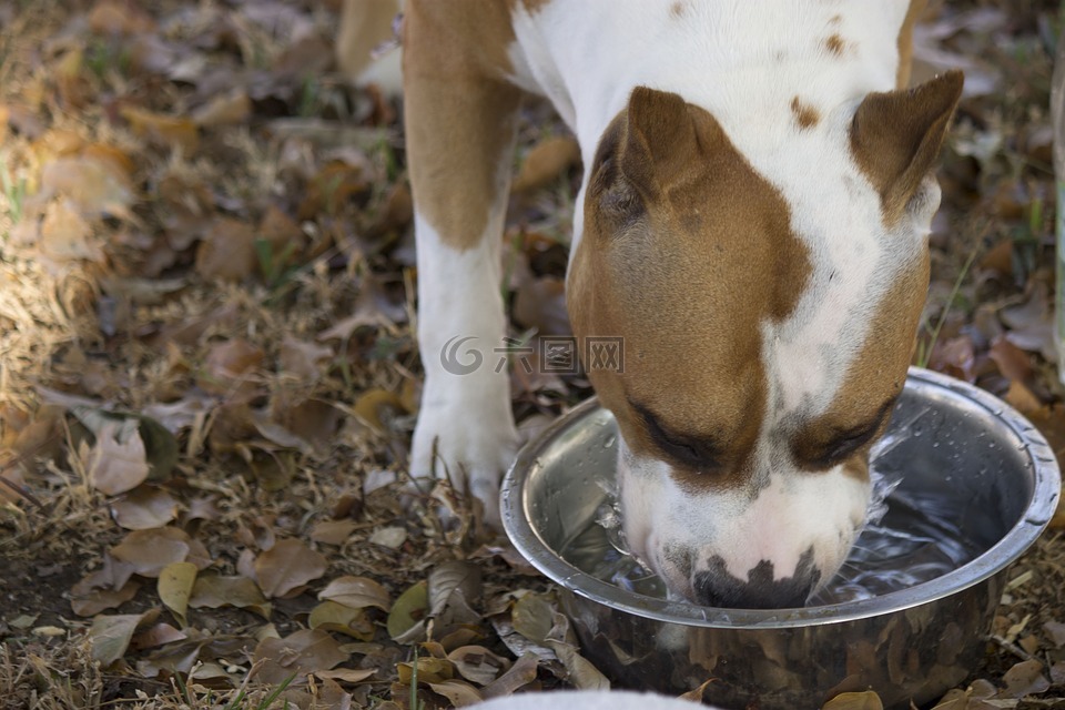 狗,饮用水,渴