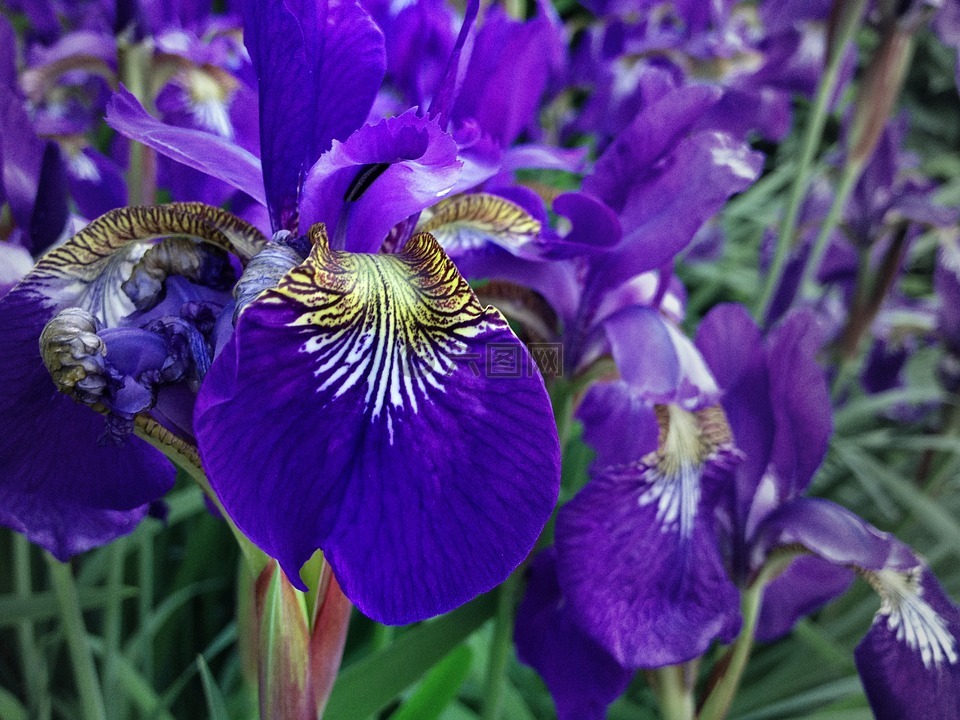 紫色,鸢尾花,花