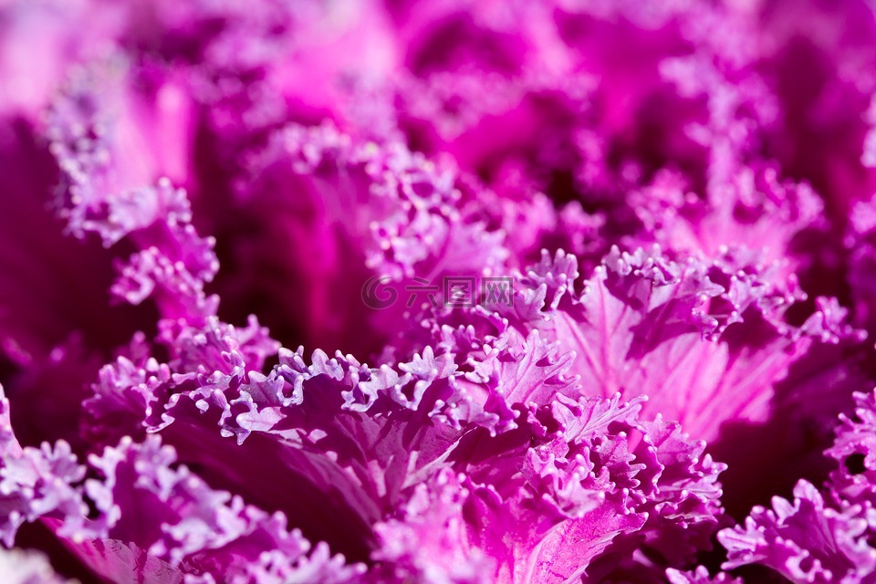 紫色,植物,抽象