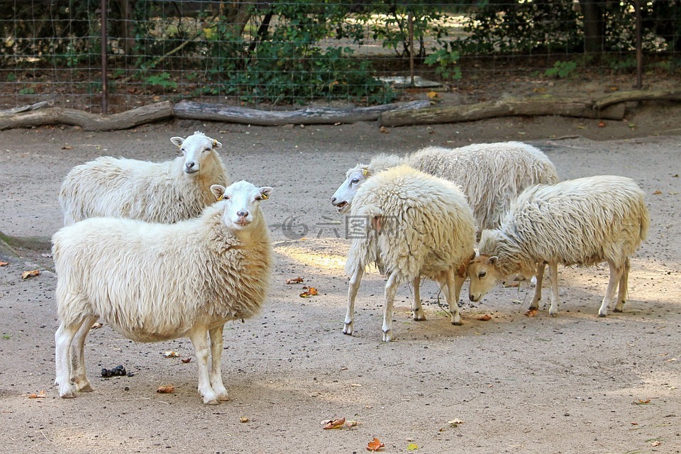 羊,细毛羊,动物园
