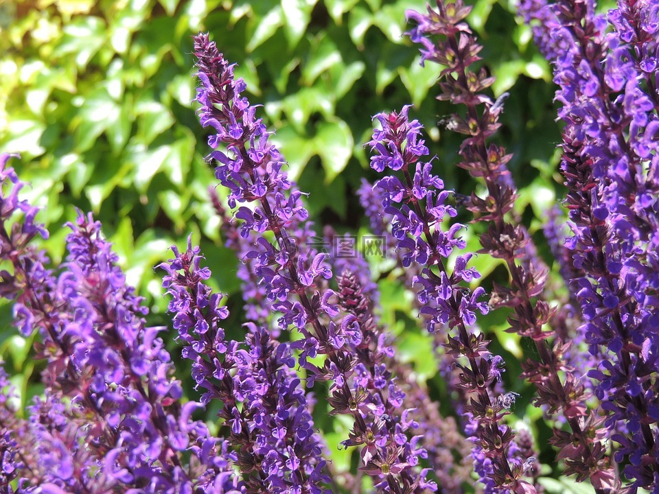 薰衣草,紫色,花