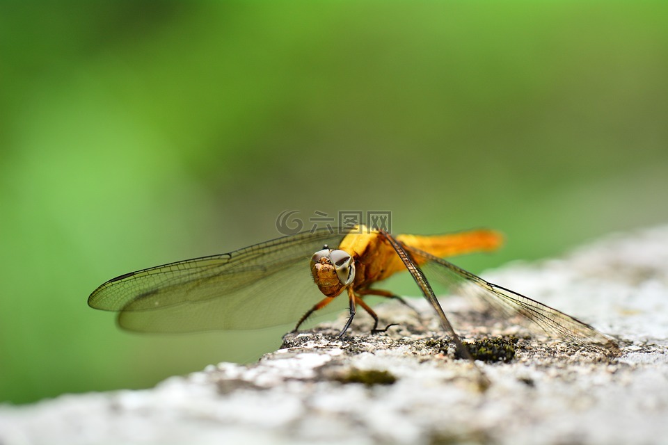 昆蟲,金色蜻蜓,昆虫
