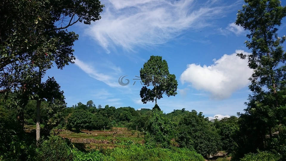 树,天空,土地