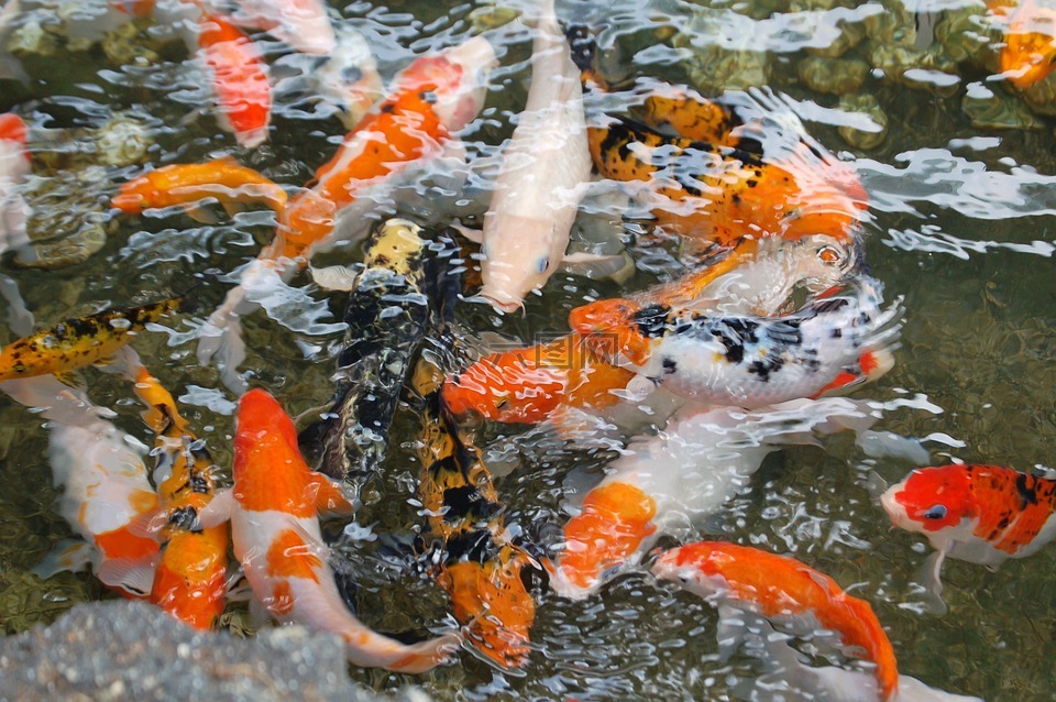 锦鲤鱼 池 锦鲤高清图库素材免费下载 图片编号 六图网