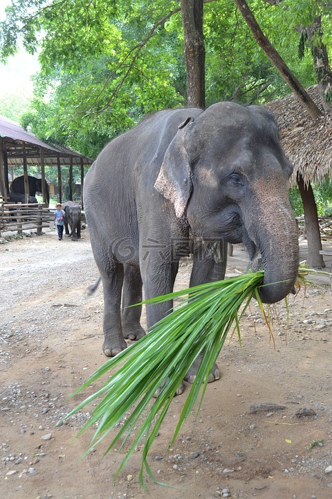 营地的大象,大象,泰国