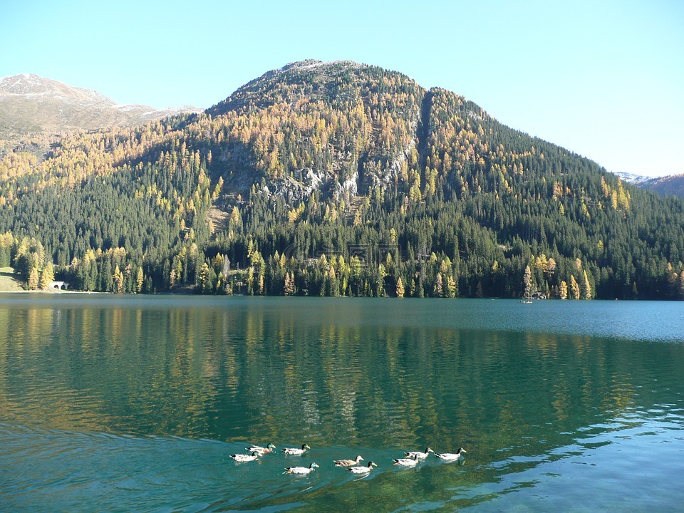 bergsee,鸭,湖