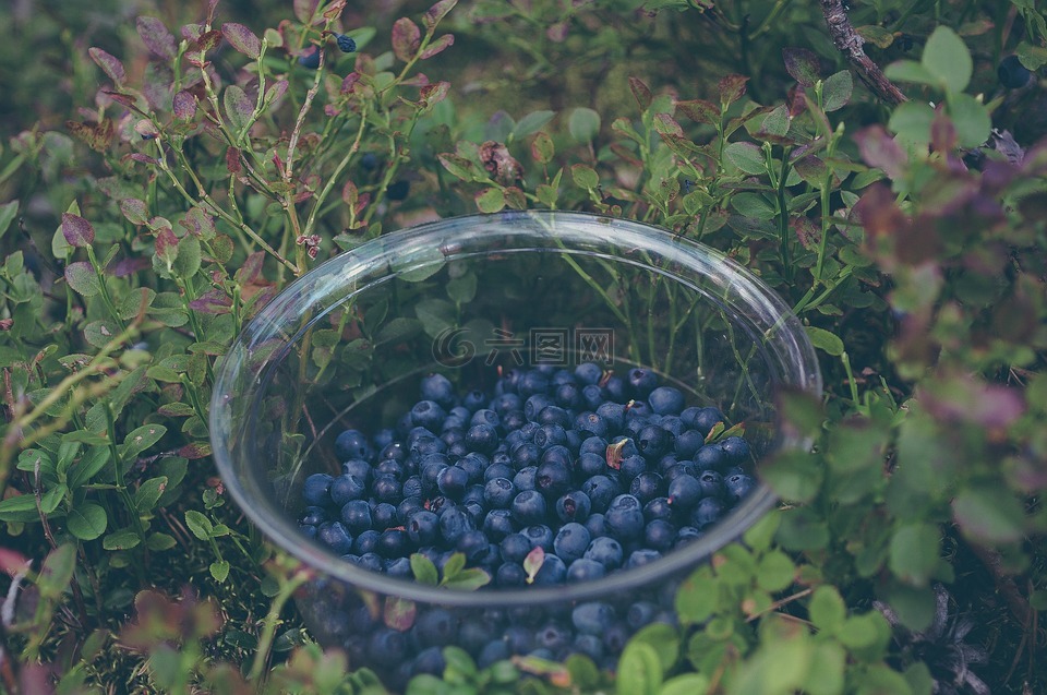 蓝莓,水果,健康