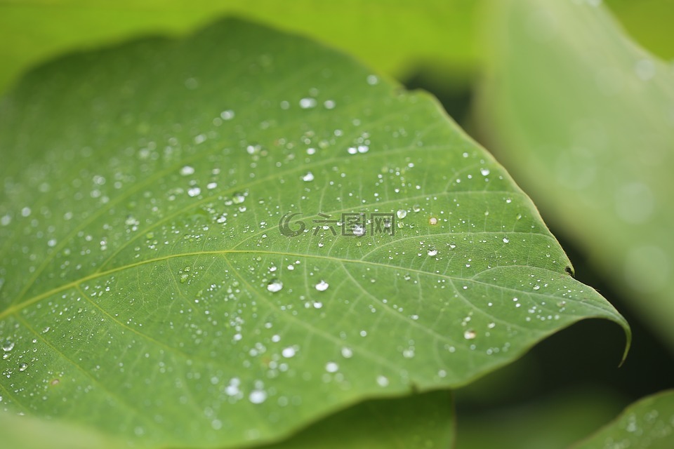 特写,朦胧,植物