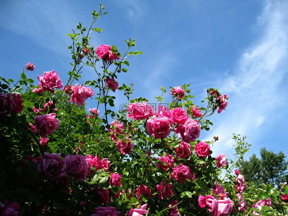 玫瑰,粉色,天空蓝