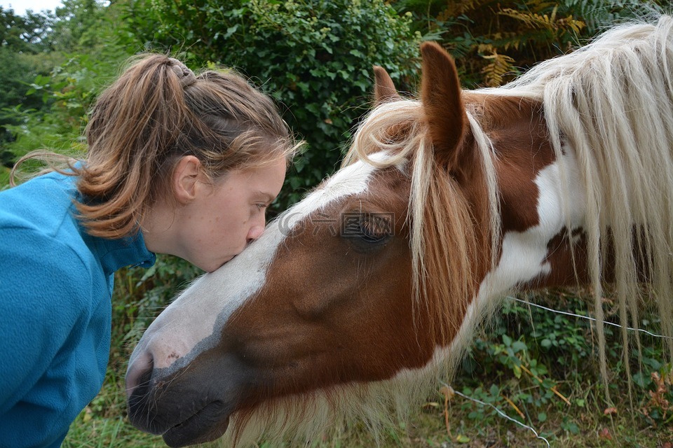 吻,马,女孩