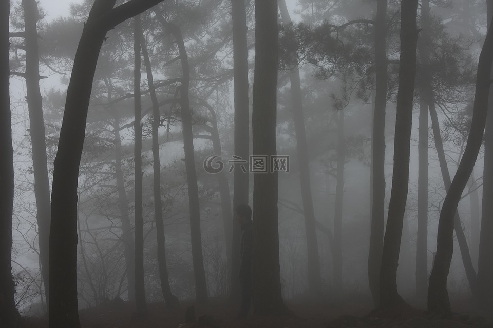 雾,庐山,树林
