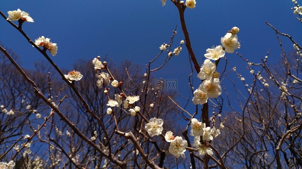 梅花,白色的花,春天