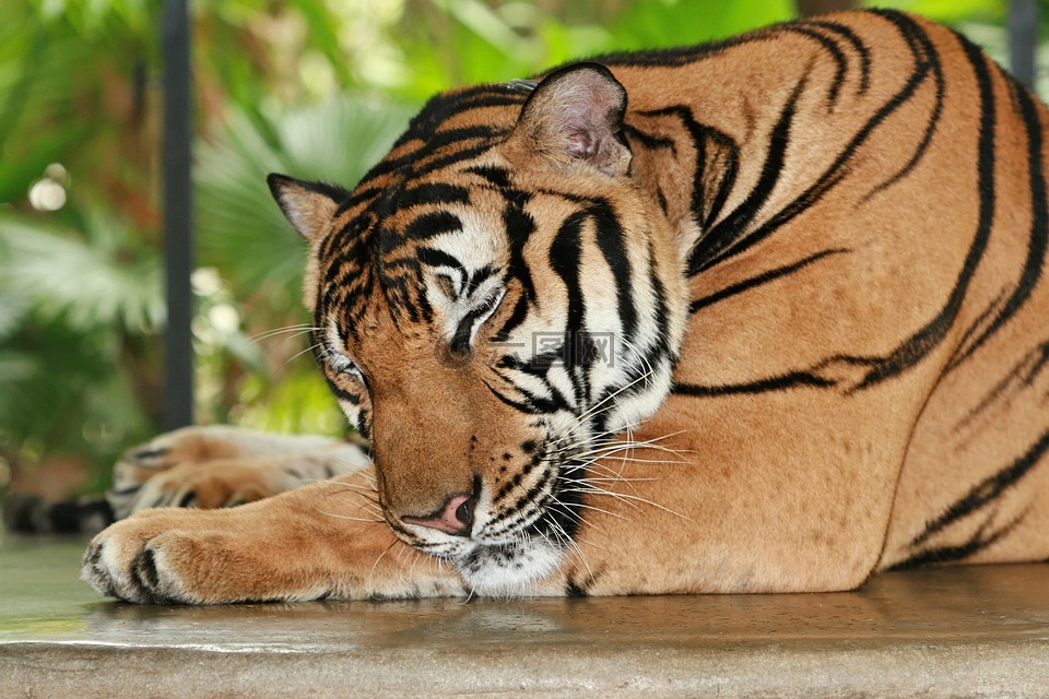 虎,孟加拉,野生动物