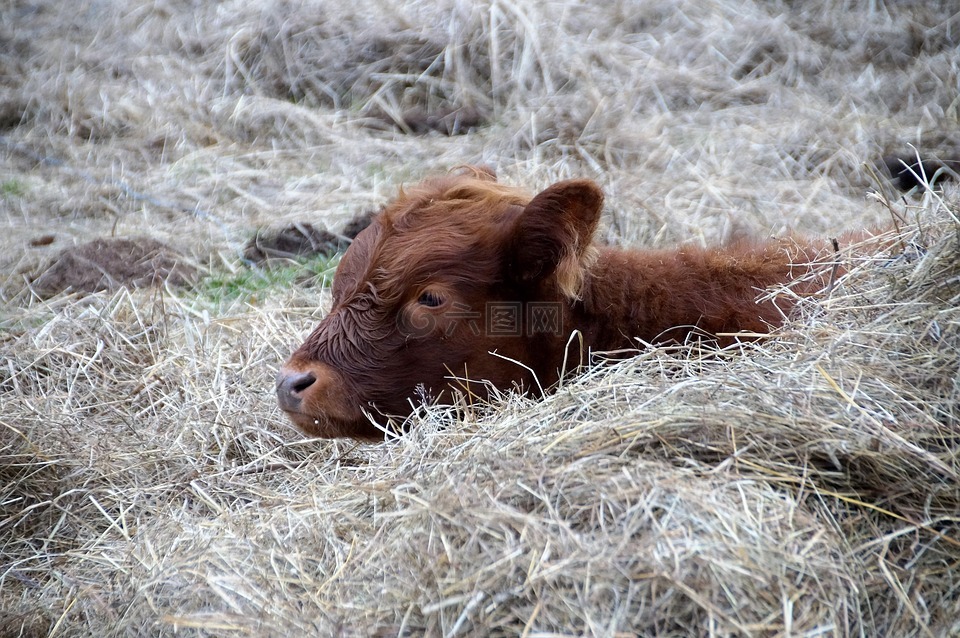 牛,小牛,休息