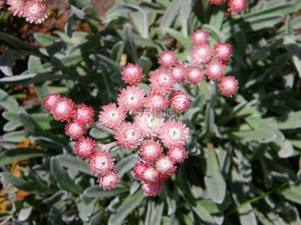 蜡菊,永恒,花