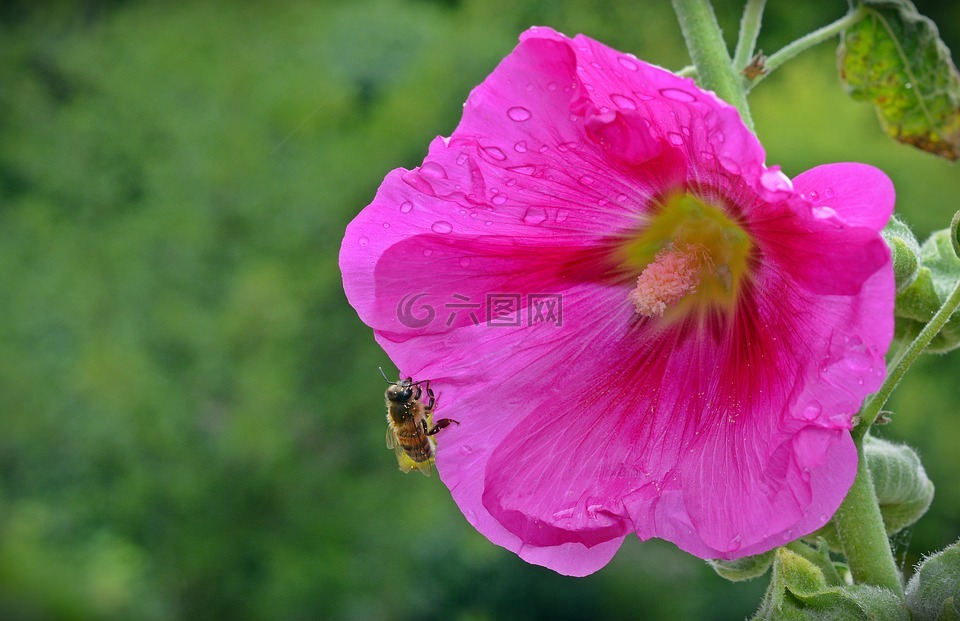 althaea糠疹,开花,蜜蜂