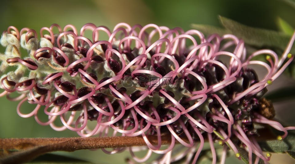 grevillea,花,澳大利亚