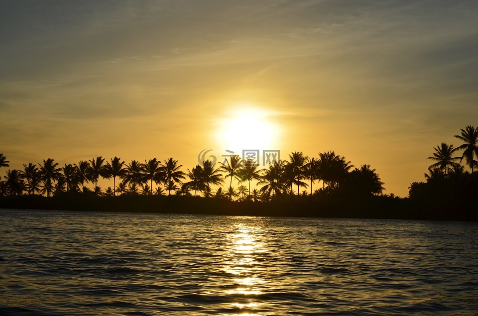 日落背景,棕榈树,水