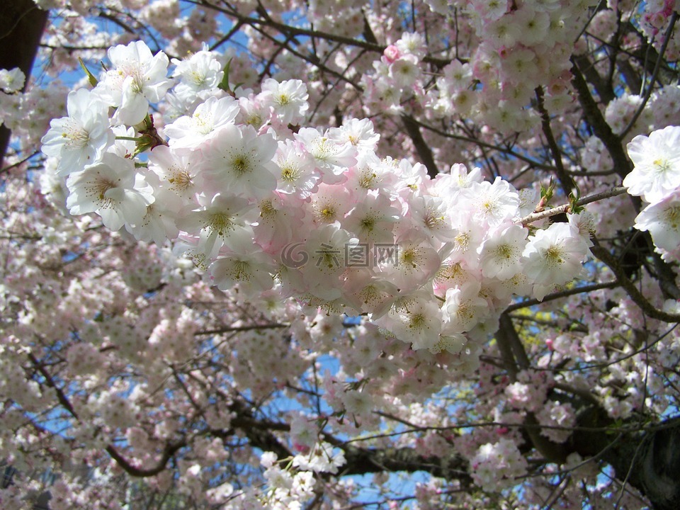 一朵朵大树枝,春天,粉红色