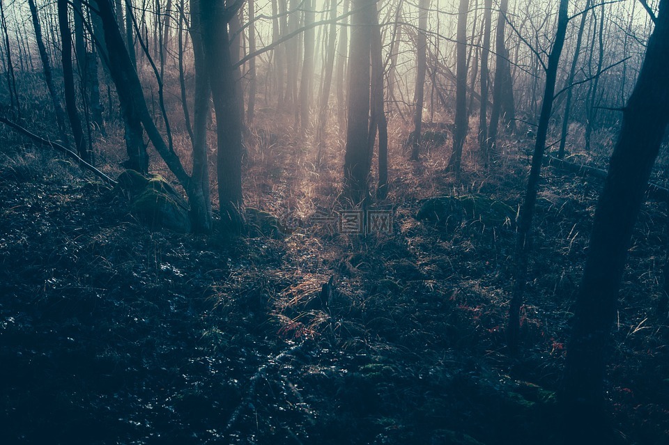 黑暗的森林,射线,森林