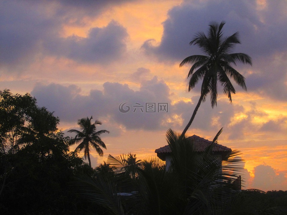 棕榈,夕照,日落
