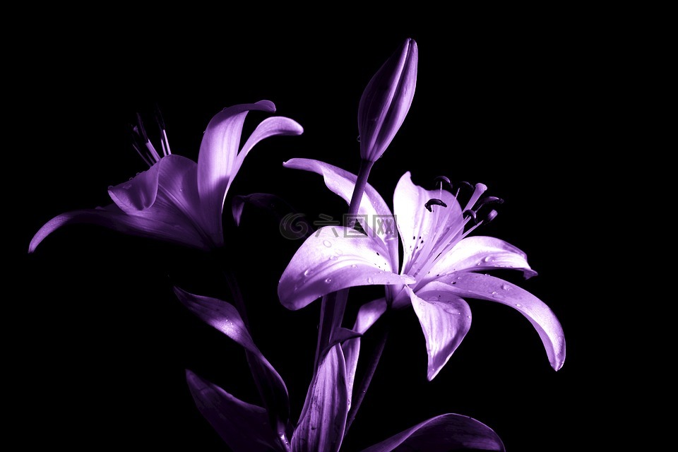百合,百合花,紫色