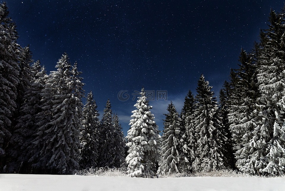 星夜,松树,雪