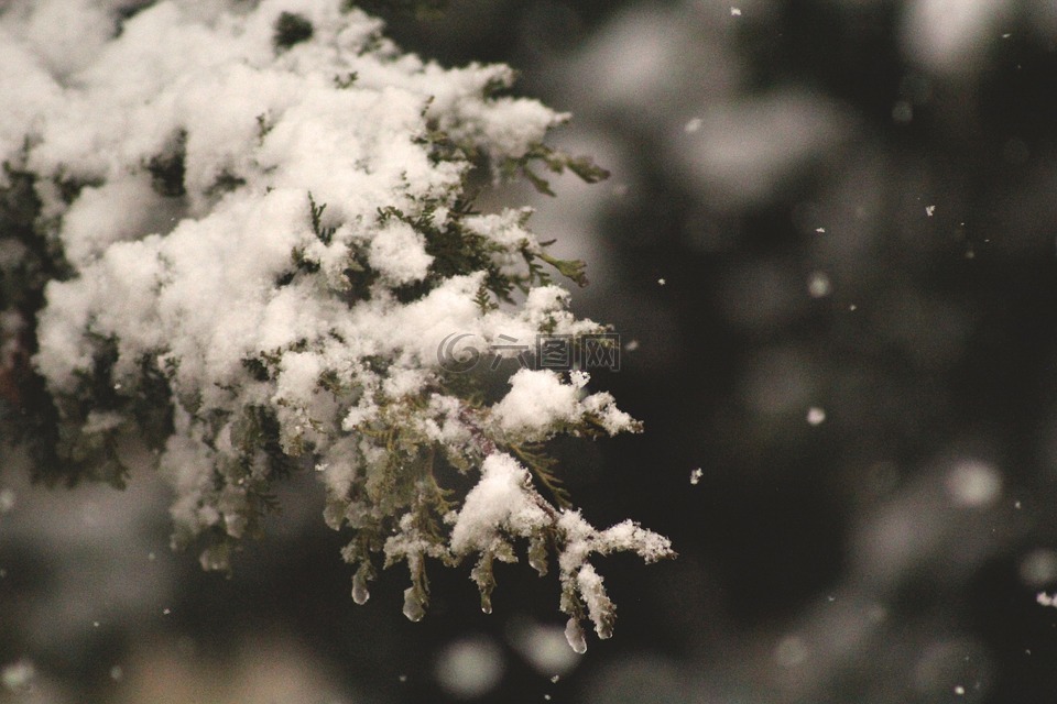 雪下,松树,雪