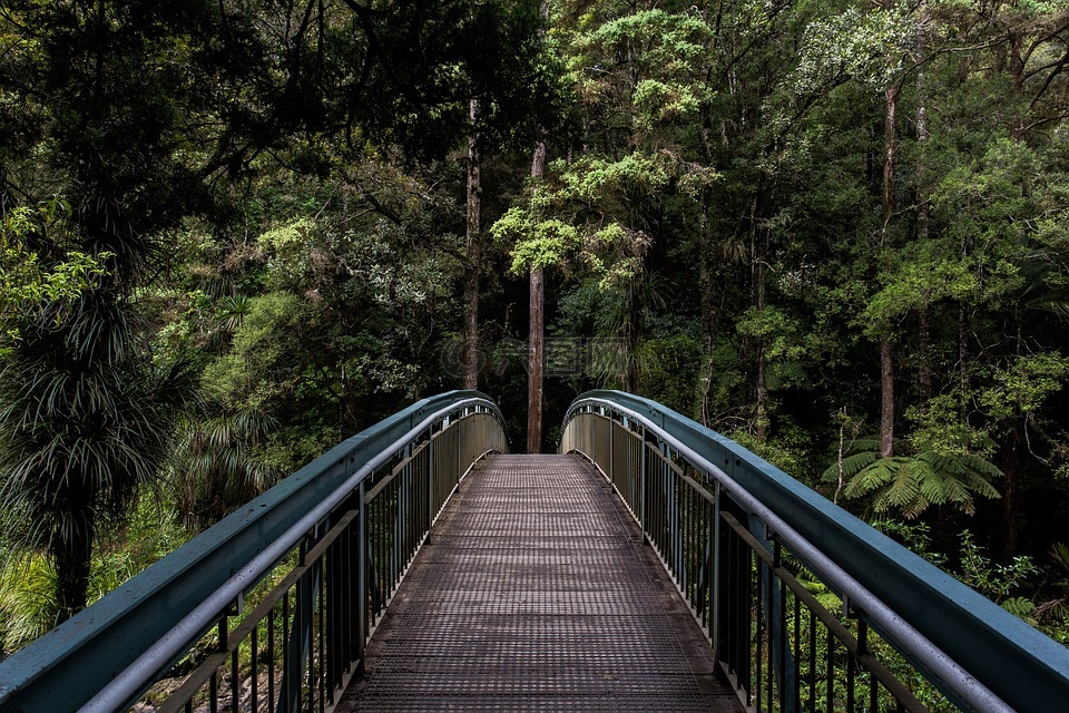 桥,栏杆,森林